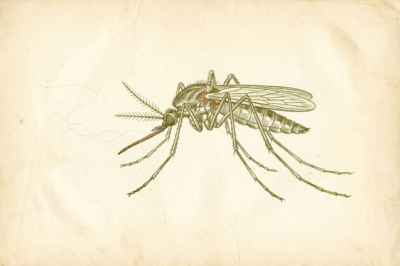Planche gravée : un moustique femelle vu de profil, trompe tendue.