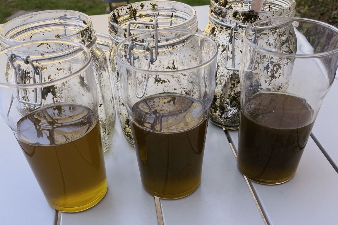 Les trois verres d'huile filtrée posés devant les bocaux vidés, dont les parois restent tapissées de feuilles.