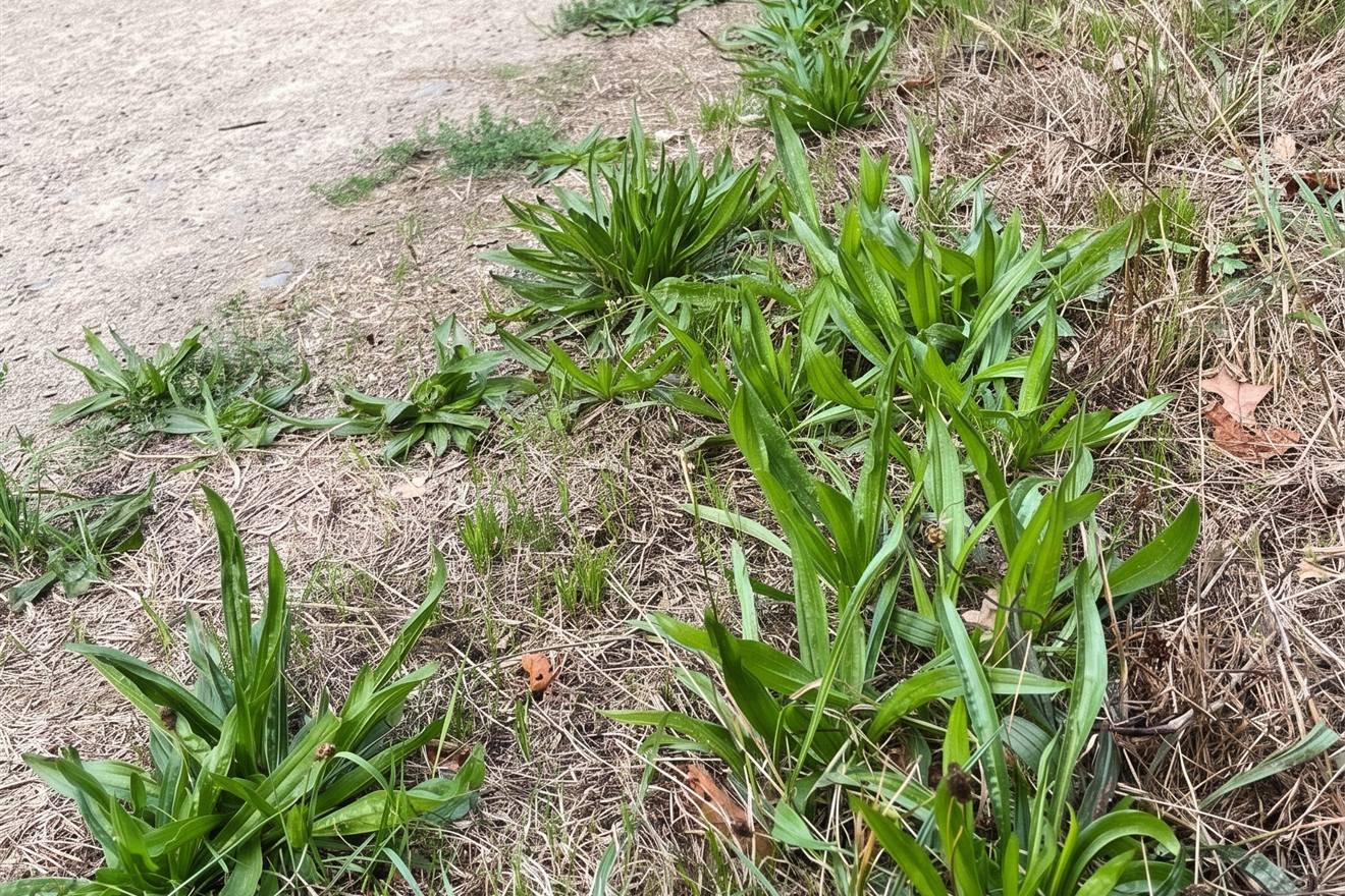 Rangée de rosettes de plantain lancéolé le long d'un chemin.