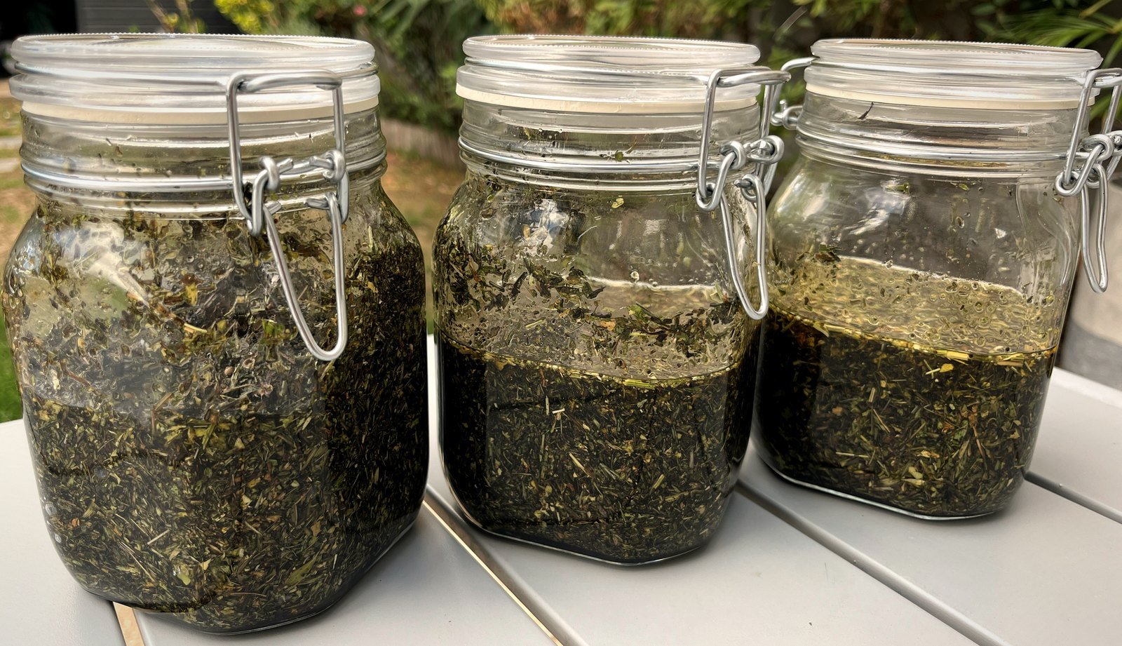Trois bocaux de plantain en macération dans l'huile d'olive, posés dehors sur une table